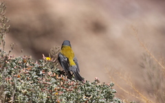 Phrygilus