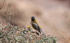 Phrygilus