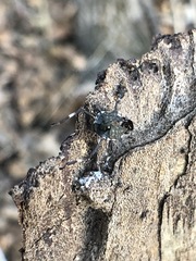 Halyomorpha halys