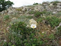 Rosa turcica
