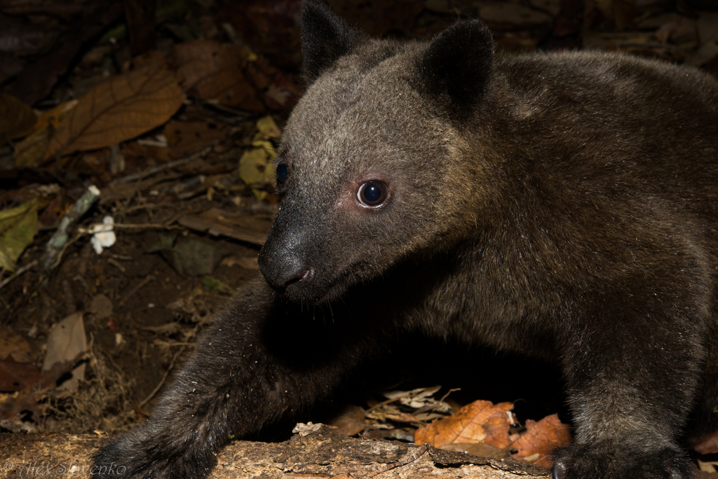 Doria's Tree Kangaroo