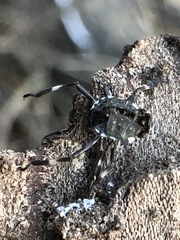 Halyomorpha halys
