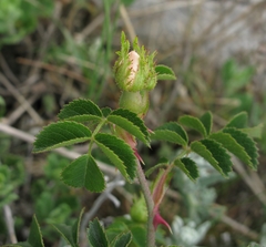 Rosa turcica