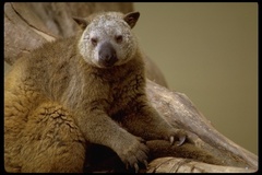 Doria's Tree Kangaroo photo 4