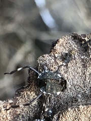 Halyomorpha halys