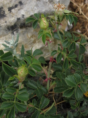 Rosa turcica