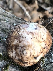 Helix pomatia