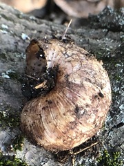 Helix pomatia
