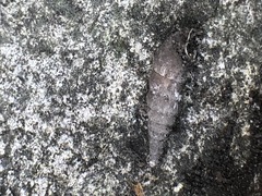 Clausiliidae