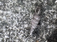 Clausiliidae