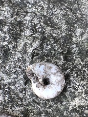 Gastropoda