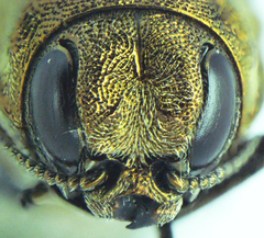 Agrilus obtusus