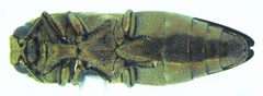 Agrilus obtusus