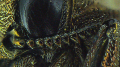 Agrilus obtusus