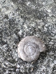 Stylommatophora