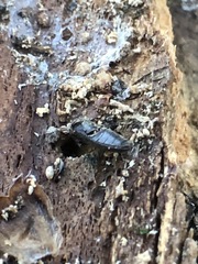 Insecta