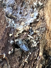 Insecta
