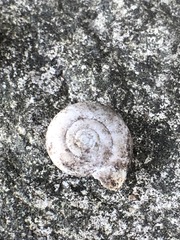 Gastropoda