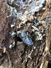 Insecta
