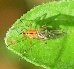 Empis stercorea