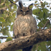 Dusky Eagle-Owl - Photo (c) Paul Asman and Jill Lenoble, some rights reserved (CC BY)