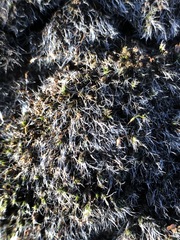 Bryophyta