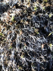 Bryophyta