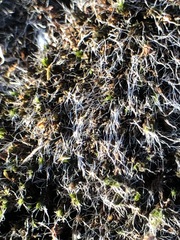 Bryophyta