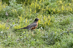Turdus migratorius