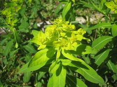 Euphorbia austriaca