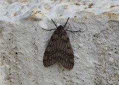 Machadoia xanthosticta