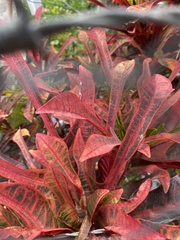 Codiaeum variegatum cavernicola