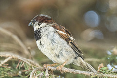 Passer domesticus