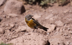 Phrygilus