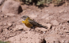 Phrygilus