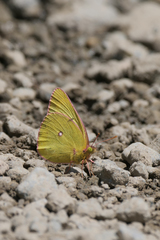 Colias occidentalis