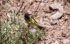 Spinus crassirostris