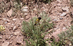 Spinus crassirostris