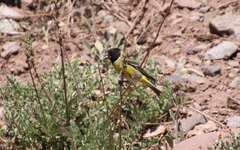 Spinus crassirostris