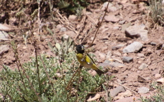 Spinus crassirostris