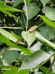 Calotes versicolor