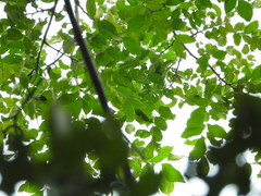 Platymiscium