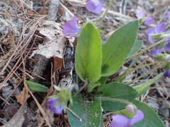 Viola fimbriatula