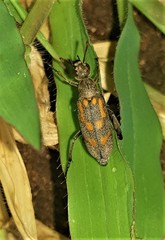 Hycleus burmeisteri