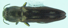 Agrilus pectoralis