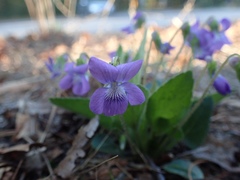 Viola fimbriatula
