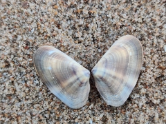 Latona cuneata