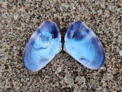Latona cuneata