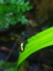 Leucauge funebris