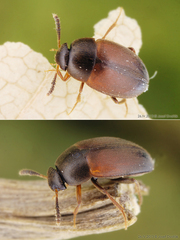 Sciodrepoides watsoni